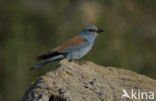 European Roller (Coracias garrulus) 