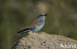 European Roller (Coracias garrulus) 