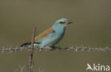 European Roller (Coracias garrulus) 