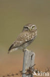 Steenuil (Athene noctua) 