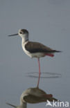 Steltkluut (Himantopus himantopus) 