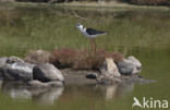 Steltkluut (Himantopus himantopus) 