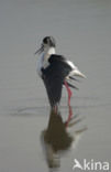 Black-winged Stilt (Himantopus himantopus)