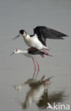 Black-winged Stilt (Himantopus himantopus)