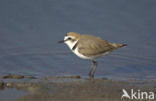 Kentish Plover (Charadrius alexandrinus)