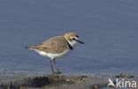 Kentish Plover (Charadrius alexandrinus)