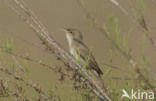 Olivaceous Warbler (Hippolais pallida)