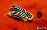 Vierkleuren naaktslak (Chromodoris quadricolor)