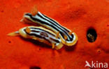 Nudibranch