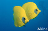 Masked butterflyfish (Chaetodon semilarvatus)