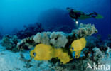 Masked butterflyfish (Chaetodon semilarvatus)