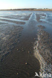 Waddenzee