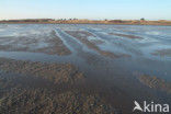 Waddenzee