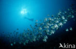 Longfin bannerfish (Heniochus acuminiatus)