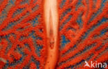 Witpunt drievin (Helcogramma striata)