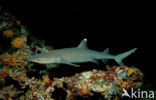 whitetip reefshark (Triaenodon obesus)