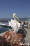 Eastern white pelican (Pelecanus onocrotalus)