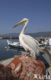 Roze Pelikaan (Pelecanus onocrotalus)