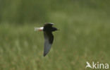 White-winged Tern (Chlidonias leucopterus)