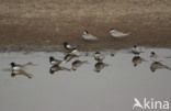 White-winged Tern (Chlidonias leucopterus)