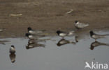 White-winged Tern (Chlidonias leucopterus)