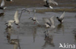 White-winged Tern (Chlidonias leucopterus)