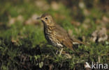 Song Thrush (Turdus philomelos)