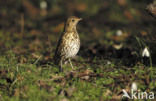 Song Thrush (Turdus philomelos)