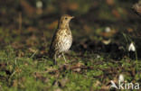 Song Thrush (Turdus philomelos)