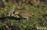 Song Thrush (Turdus philomelos)