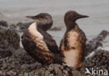 Guillemot