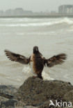 Guillemot