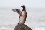 Guillemot