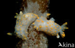 Nudibranch spec. (Limacia clavigera)