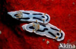 Zeenaaktslak (Chromodoris loche)