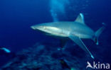 Silvertip shark