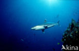 Silvertip shark