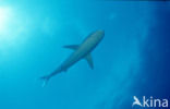 Silvertip shark