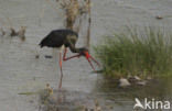 Zwarte Ooievaar (Ciconia nigra)