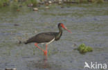 Zwarte Ooievaar (Ciconia nigra)