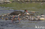 Zwarte Ooievaar (Ciconia nigra)