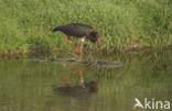 Zwarte Ooievaar (Ciconia nigra)