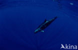 False Killer Whale (Pseudorca crassidens)