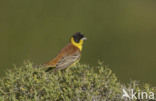 Zwartkopgors (Emberiza melanocephala)