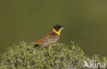 Zwartkopgors (Emberiza melanocephala)