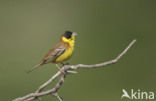 Zwartkopgors (Emberiza melanocephala)