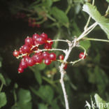 Aalbes (Ribes rubrum)