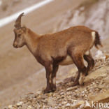 Alpen Steenbok (Capra ibex)