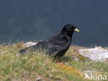 Alpenkauw (Pyrrhocorax graculus)