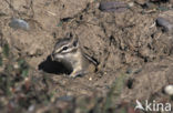 Amerikaanse grondeekhoorn (Tamias striatus)